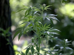 cannabis
