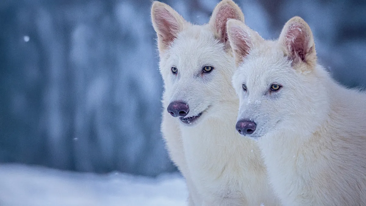 Lobo Terrível ‘Ressuscitado’? A Verdade da Genética